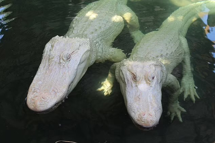Cặp cá sấu bố mẹ Snowflake và Blizzard (trái). Ảnh: Wild Florida