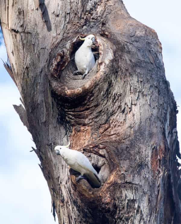 Có thể mất từ ​​150 năm trở lên trước khi các hốc trong các cây bạch đàn mà nhiều loài vẹt bản địa làm tổ đủ lớn để có thể làm tổ cho vẹt mào lưu huỳnh.