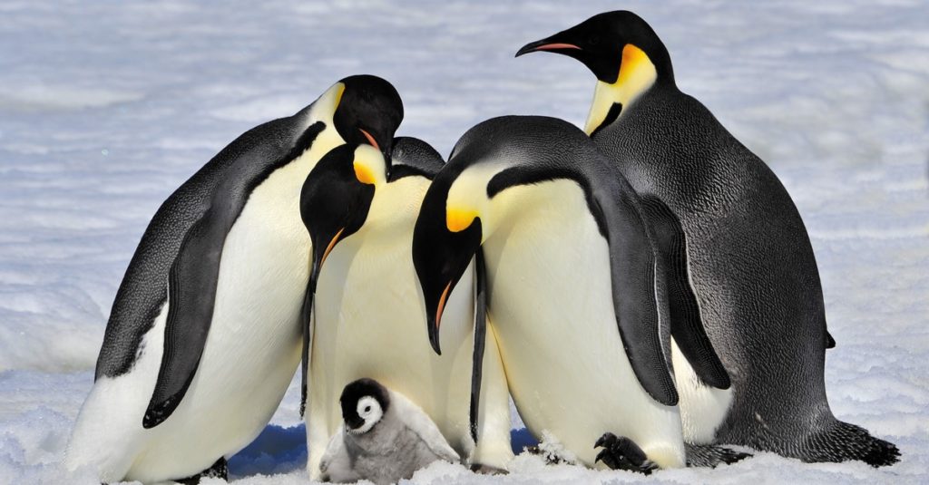 Sự kiện động vật: Chim cánh cụt