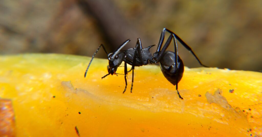 Kiến thợ mộc đen là một loài kiến ​​thợ mộc. Camponotus pennsylvanicus là một trong những loài kiến ​​thợ mộc lớn nhất
