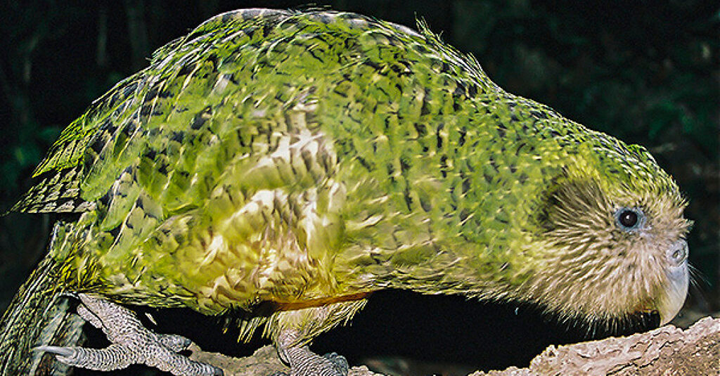 Động vật thú vị - Kakapo