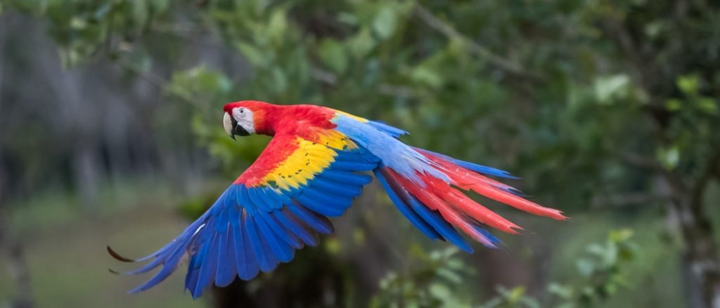 Scarlet Macaw bay qua rừng.