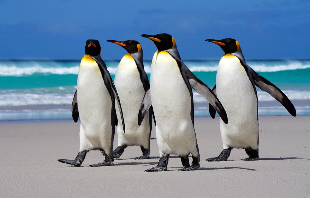 Penguin (Aptenodytes Forsteri) - đi dạo trên bãi biển