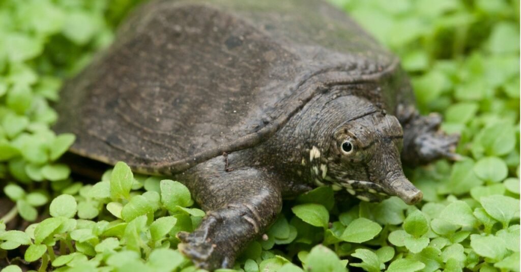 Rùa có vỏ gai