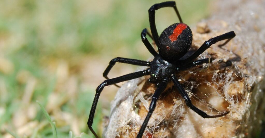 Động vật yếu nhất nhện góa phụ đen