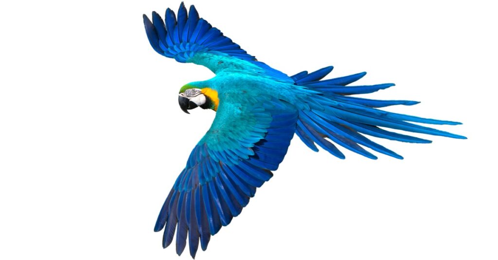 Vẹt lớn nhất - Vẹt xanh và vàng