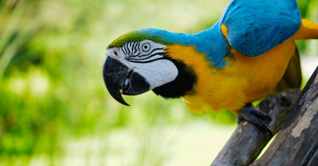 Những con vẹt lớn nhất - Blue-Throated Macaw