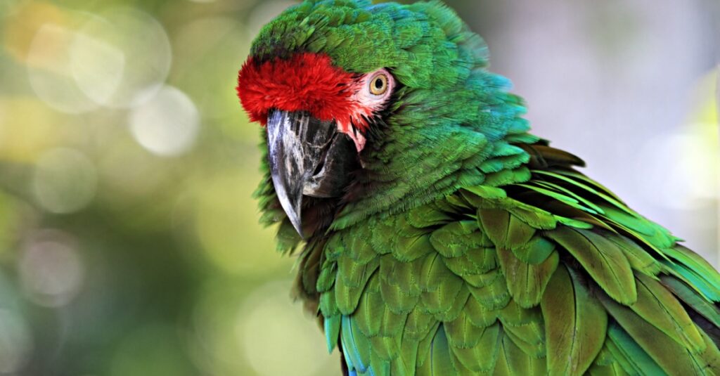 Vẹt lớn nhất - Great Green Macaw