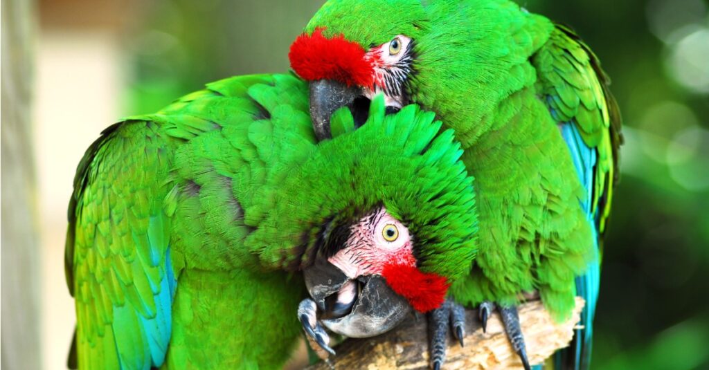 Vẹt lớn nhất - Military Macaw
