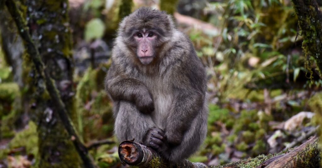 Khỉ lớn nhất - Tây Tạng Macaque