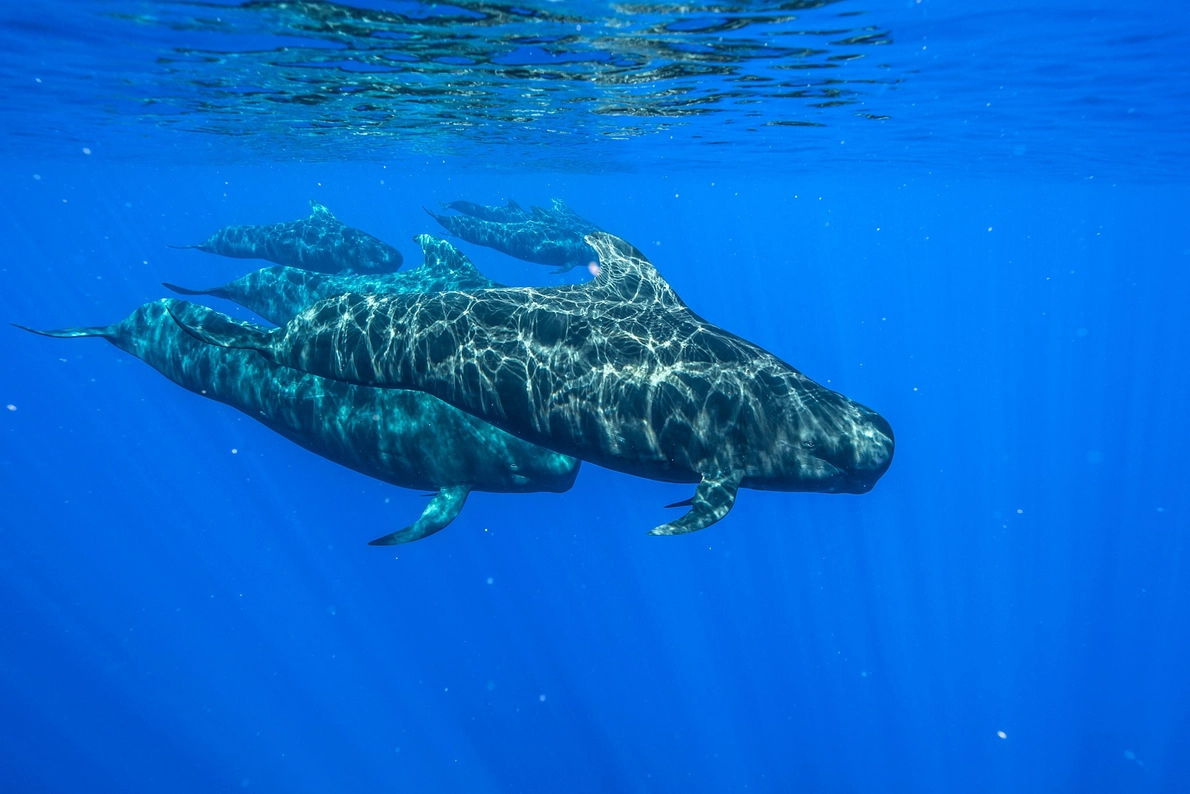 Cá voi hoa tiêu bơi ngoài khơi Kona, Hawaii. Cá mập đầu trắng ở đại dương đôi khi đi theo vỏ của những con cá voi này, có thể ăn những mảnh vụn của con mồi bị bỏ lại.