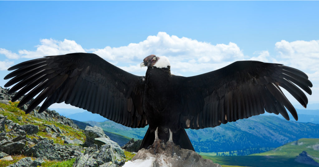 Chim săn mồi lớn nhất - Andean Condor