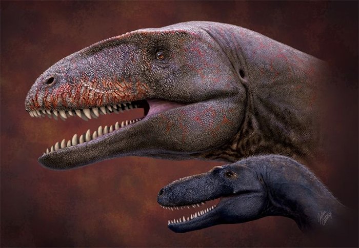 Sự tàn phá của Ulughbegsaurus so với loài khủng long bạo chúa nhỏ hơn, Timurlengia