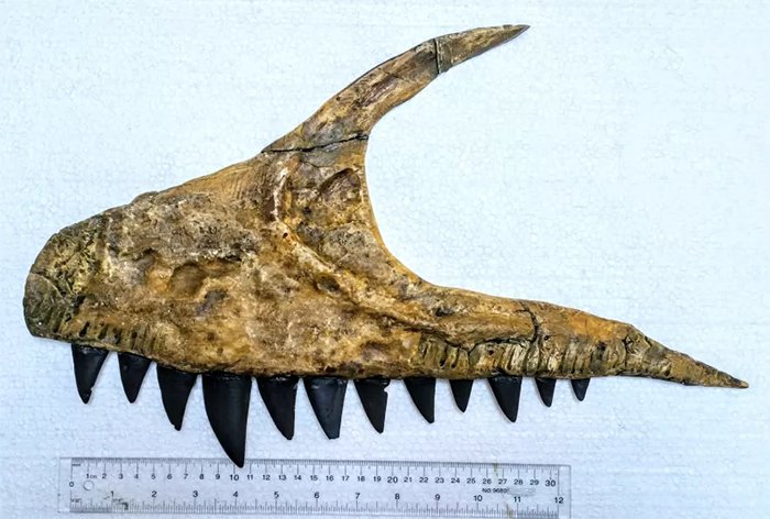 Tái tạo lại hàm trên của Ulughbegsaurus với răng