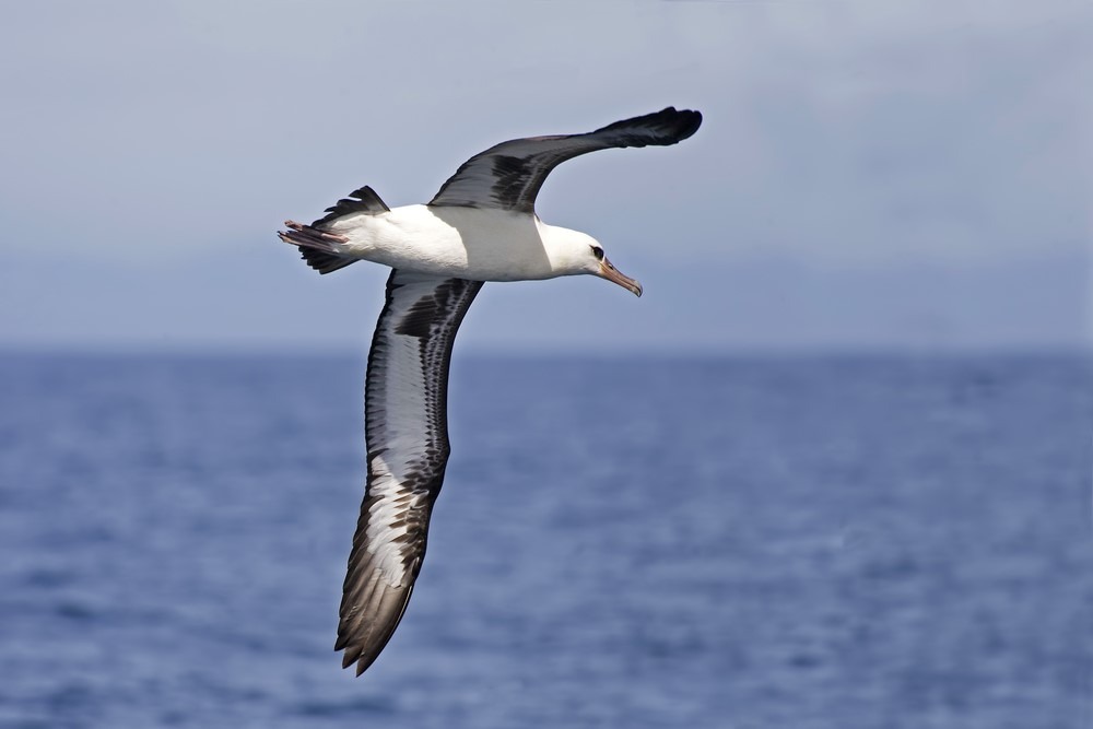 Chim hải âu Laysan, Phoebastria immutabilis bay trên đại dương