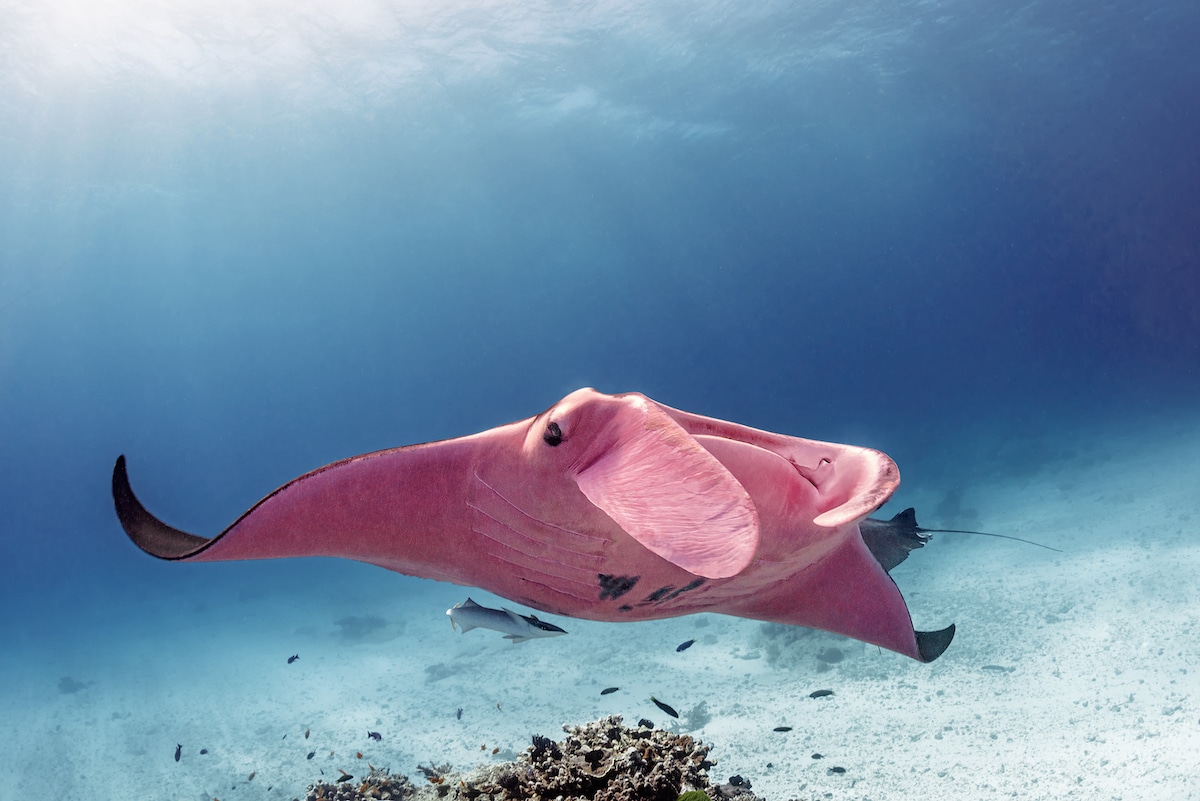 Pink Manta Ray tại Great Barrier Reef