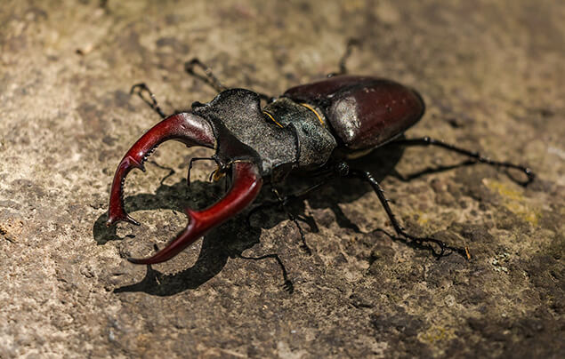 Một con bọ cánh cứng đối mặt với máy ảnh, đứng trên một tảng đá.