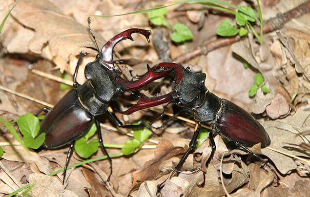 hai con bọ đực đực bị khóa gạc vào nhau khi chúng đang đánh nhau.