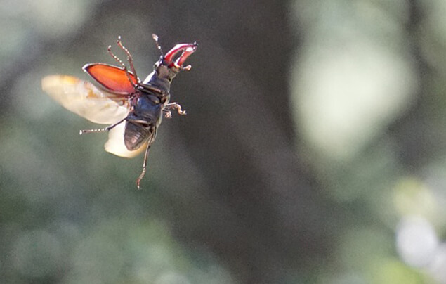 một con bọ cánh cứng bay trong không khí, đôi cánh dang ra phía sau.