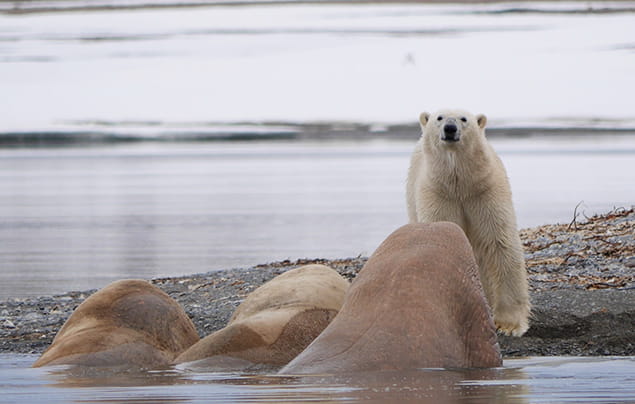Sự thật về hải mã | một con gấu bắc cực đứng đối diện với ba con hải mã, đang nhìn chúng