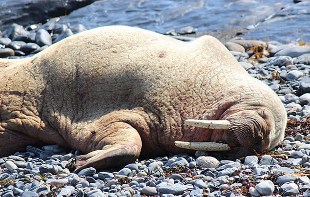 Hải mã nằm ngủ trên bãi đá