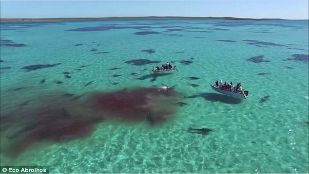 70 cá mập hung hãn xé xác cá voi khổng lồ ở Úc - 2