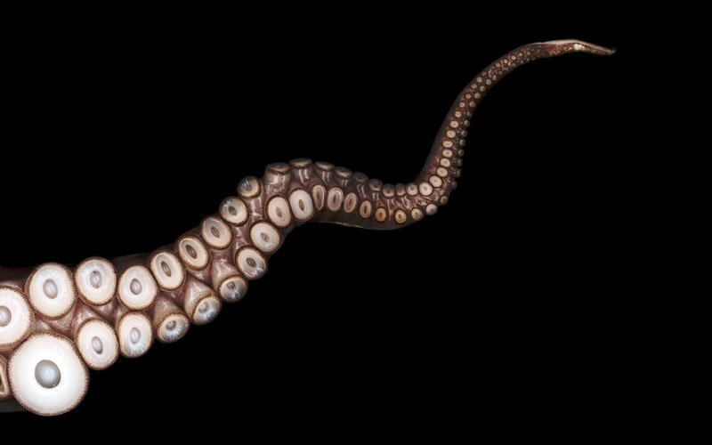 Một chiếc xúc tu của loài bạch tuộc này có thể dài tới hơn 6m.
