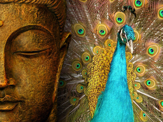 Bạn biết gì về Khổng Tước, loài chim Phật Mẫu cao quý? - Ảnh 5.