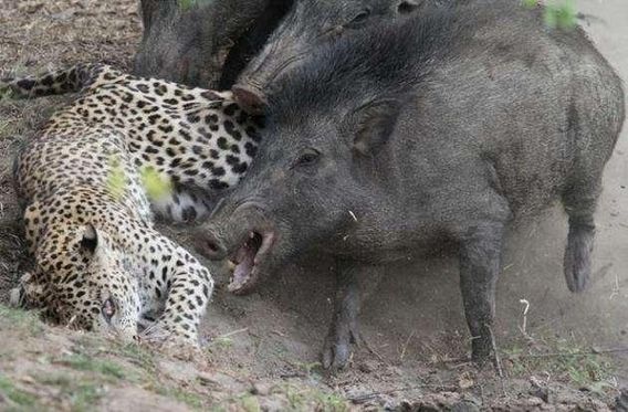Tuy nhiên, khi thấy kẻ thù nằm im không động đậy, những con lợn rừng cũng dừng lại, không hung hăng tấn công nữa.