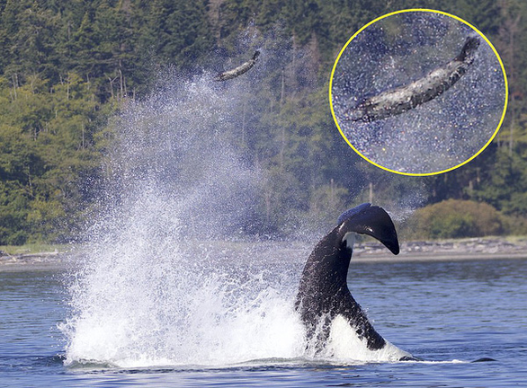 Bị cá voi sát thủ hất tung lên cao 13m, hải cẩu vẫn may mắn thoát được - Ảnh 1.