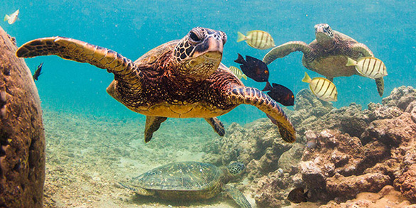 Giới khoa học bối rối khi phát hiện rùa biển bơi theo vòng tròn - Ảnh 1.