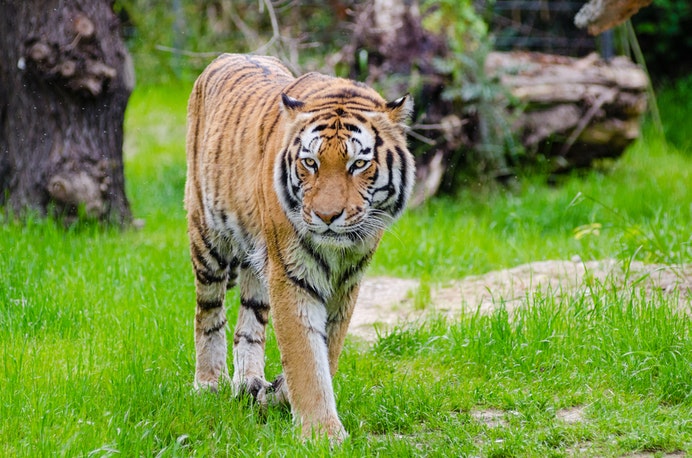 Hổ Bengal