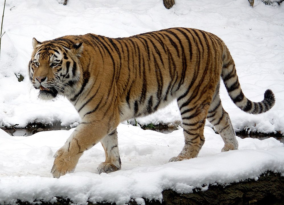 Male Panthera tigris altaica, Leipzig Zoo / Tomak (*27. Mai 2004 in Leipzig)