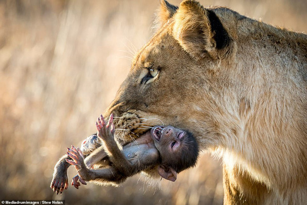 Khoảnh khắc nhói lòng khi sư tử ngoạm chặt chuẩn bị đánh chén chú khỉ con, đau đớn nhưng là quy luật nghiệt ngã của tự nhiên - Ảnh 1.