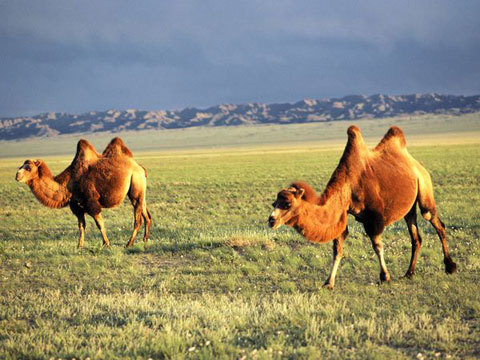 Những con lạc đà Bactrian trên sa mạc