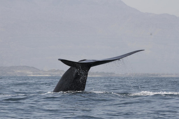 Lần theo giọng hát lạ dưới đại dương, bất ngờ gặp bầy cá voi xanh ở ẩn - Ảnh 1.