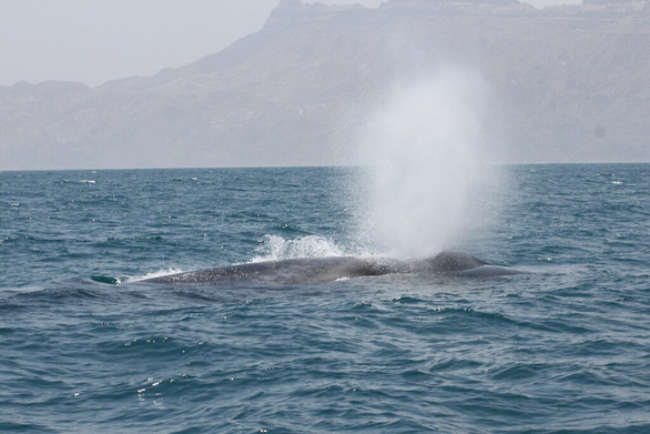 Lần theo giọng hát lạ dưới đại dương, bất ngờ gặp bầy cá voi xanh ở ẩn - Ảnh 2.