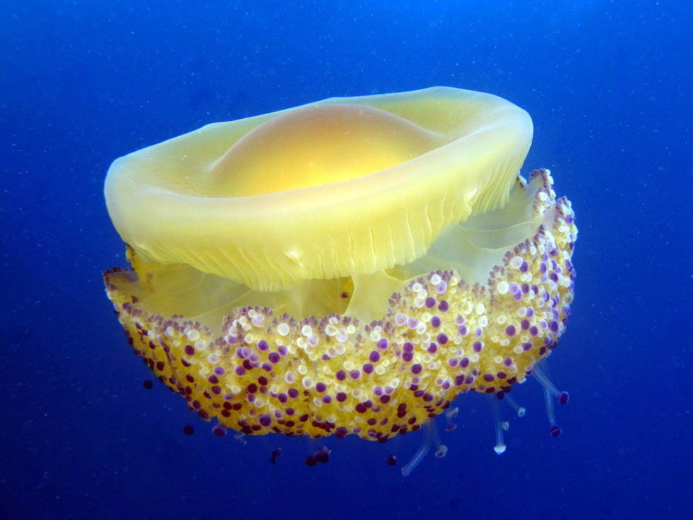 Loài sứa ‘ngon mắt’ nhất đại dương, nhìn hệt như quả trứng - Ảnh 2.