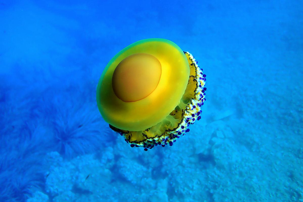 Loài sứa ‘ngon mắt’ nhất đại dương, nhìn hệt như quả trứng - Ảnh 3.