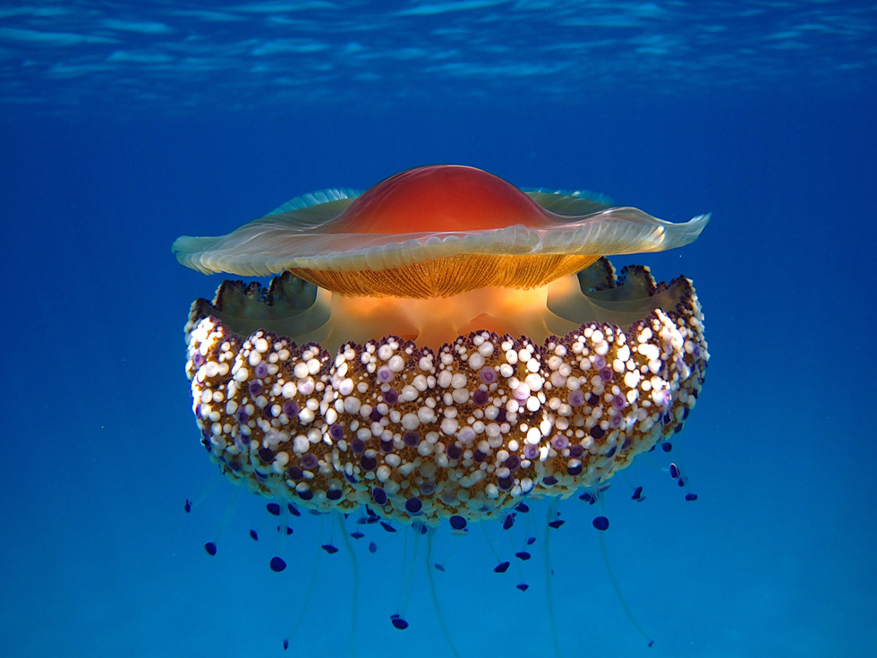 Loài sứa ‘ngon mắt’ nhất đại dương, nhìn hệt như quả trứng - Ảnh 4.
