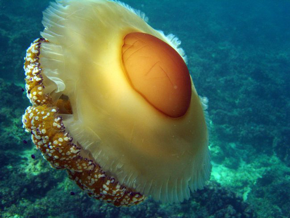 Loài sứa ‘ngon mắt’ nhất đại dương, nhìn hệt như quả trứng - Ảnh 5.