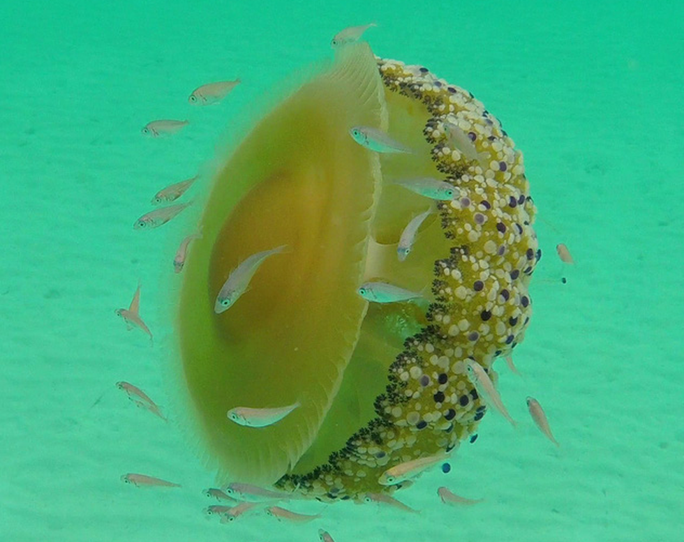 Loài sứa ‘ngon mắt’ nhất đại dương, nhìn hệt như quả trứng - Ảnh 6.