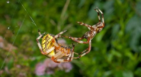 Những lối sống kỳ lạ của loài nhện