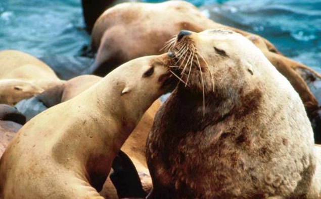 Sư tử biển: cỗ máy săn mồi sắp bị tuyệt chủng