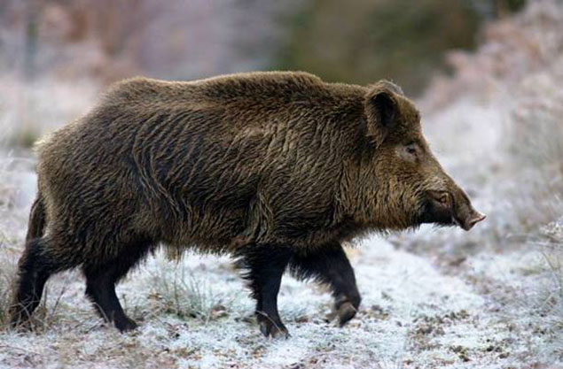  Lợn rừng: quái thú vang danh cách đây hơn chục triệu năm
