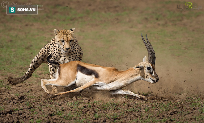 Pha săn mồi đỉnh cao chỉ trong 25 giây của báo săn châu Phi - Ảnh 1.