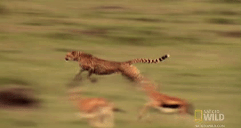 Pha săn mồi đỉnh cao chỉ trong 25 giây của báo săn châu Phi - Ảnh 3.