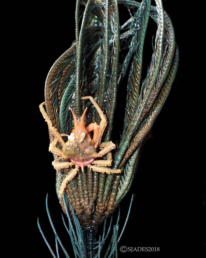 Phát hiện các sinh vật ‘ngoài hành tinh’ dưới đáy biển Indonesia - Ảnh 4.