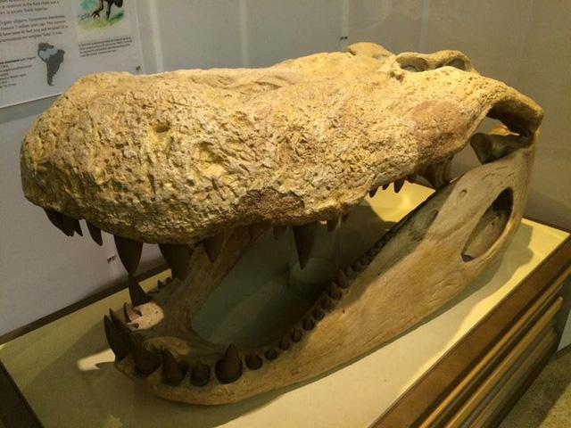  Bộ hàm khổng lồ của Purussaurus 