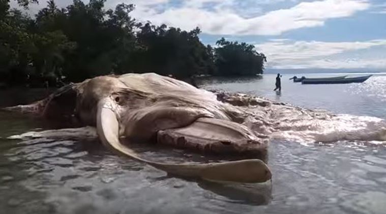 Sự thật quái vật khổng lồ trôi dạt vào bờ biển Indonesia - 3